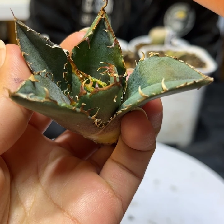 白鲸顶芽多肉植物