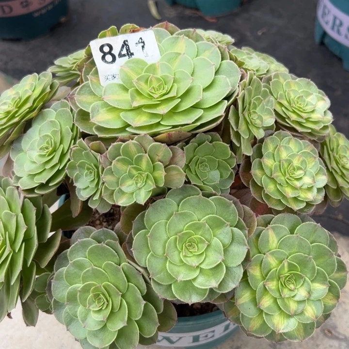 841抹茶25厘米左右