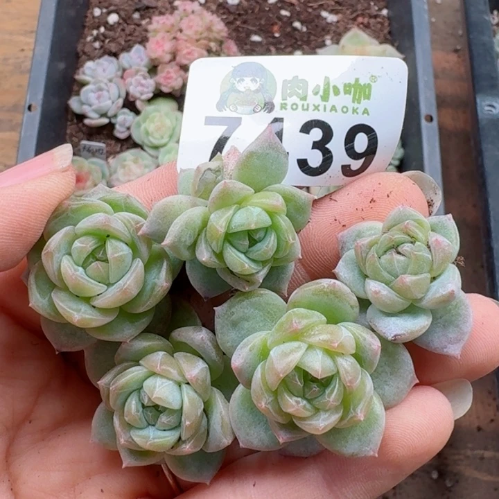 多肉植物多肉植物