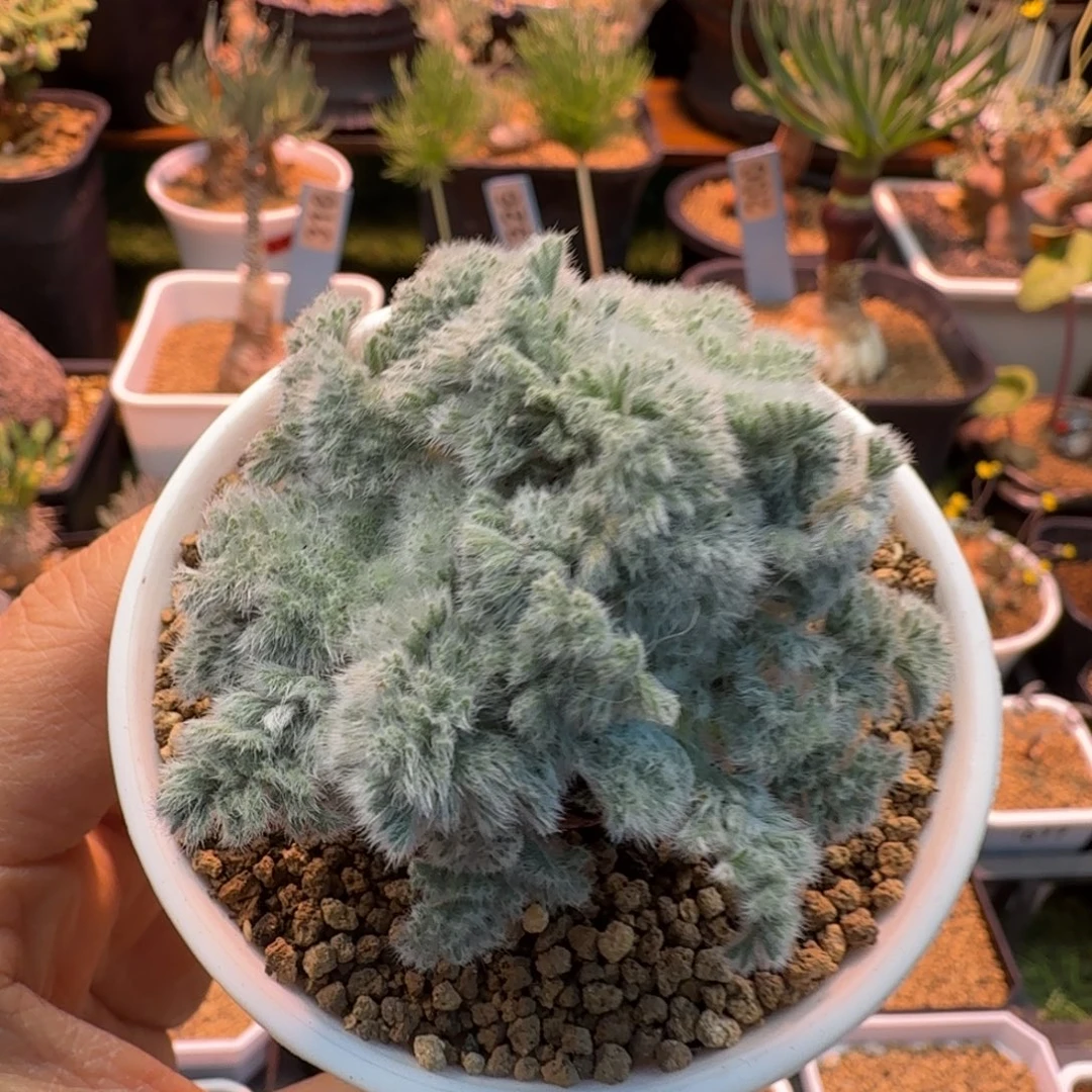 羽叶洋葵000 仙人球