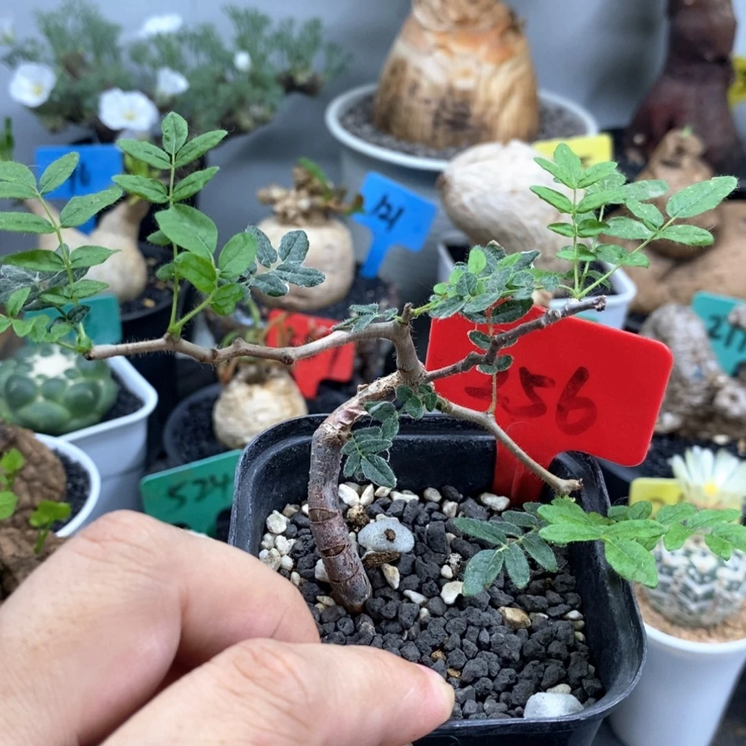 滔天橄榄多肉植物
