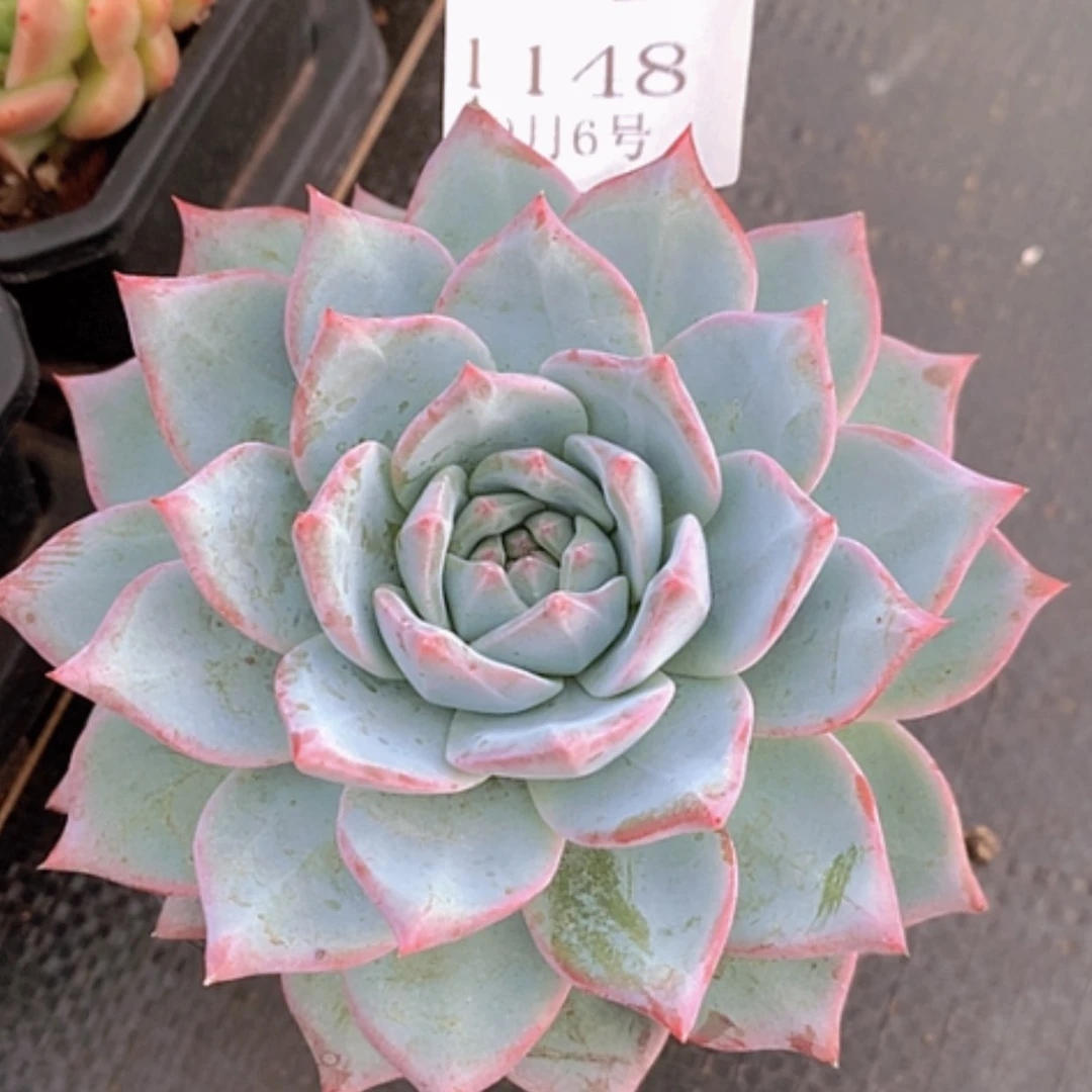 【闪购商品】云1148号粉蓝鸟12厘米