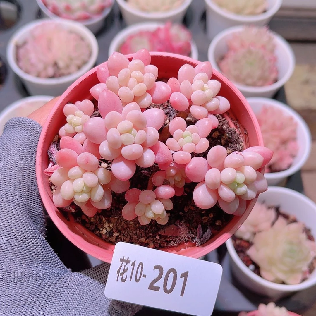 花10-201洛可可群