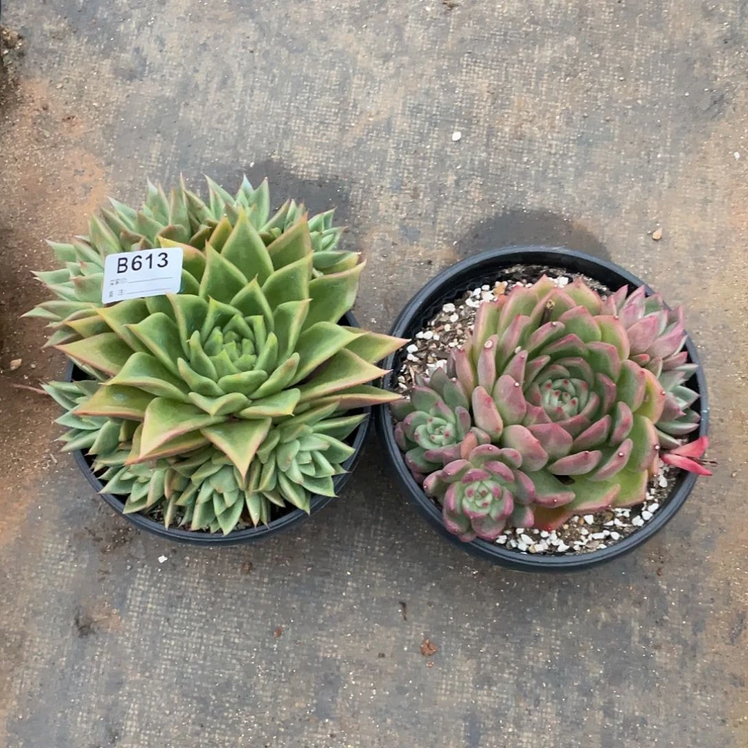 若如东云组拍B613