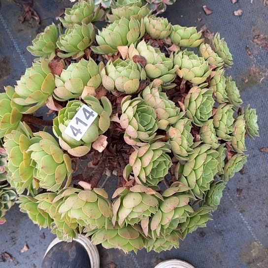 浙***姚多肉植物一个沙拉碗414