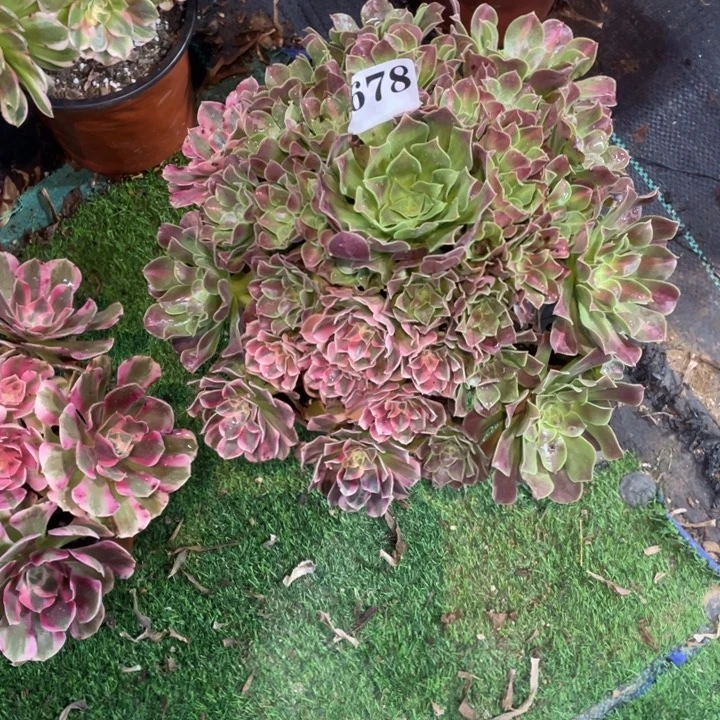 678号精品法师妖月阴阳