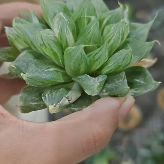 一物一拍。玉露锦！