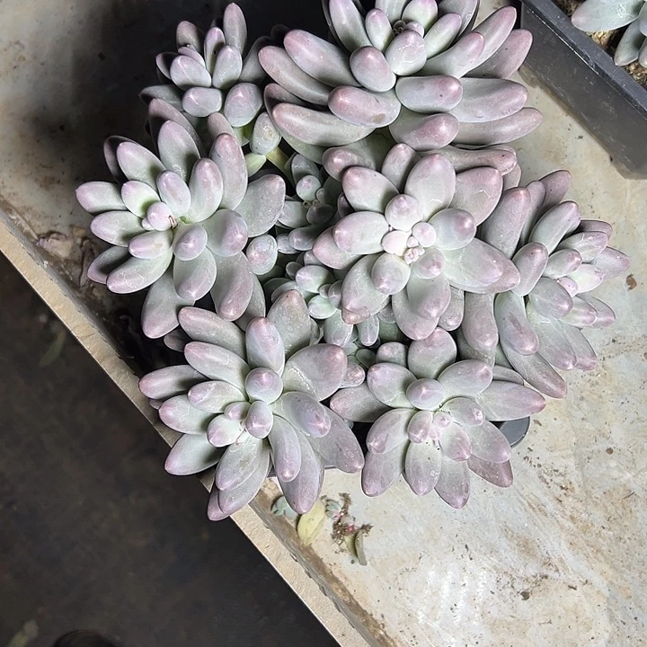 呜啦奶群生多头多肉