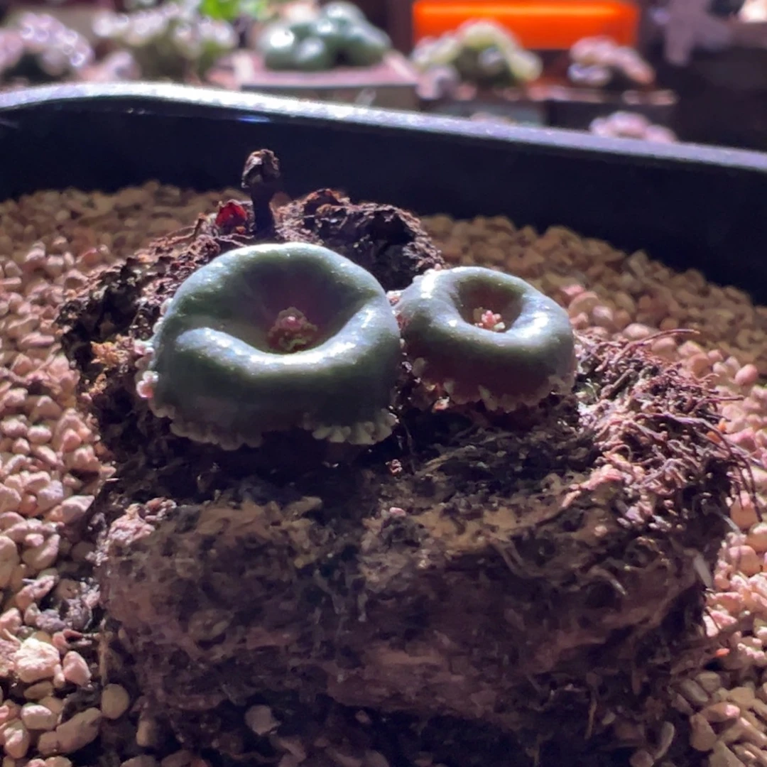 1079，小雨伞，3.6公分