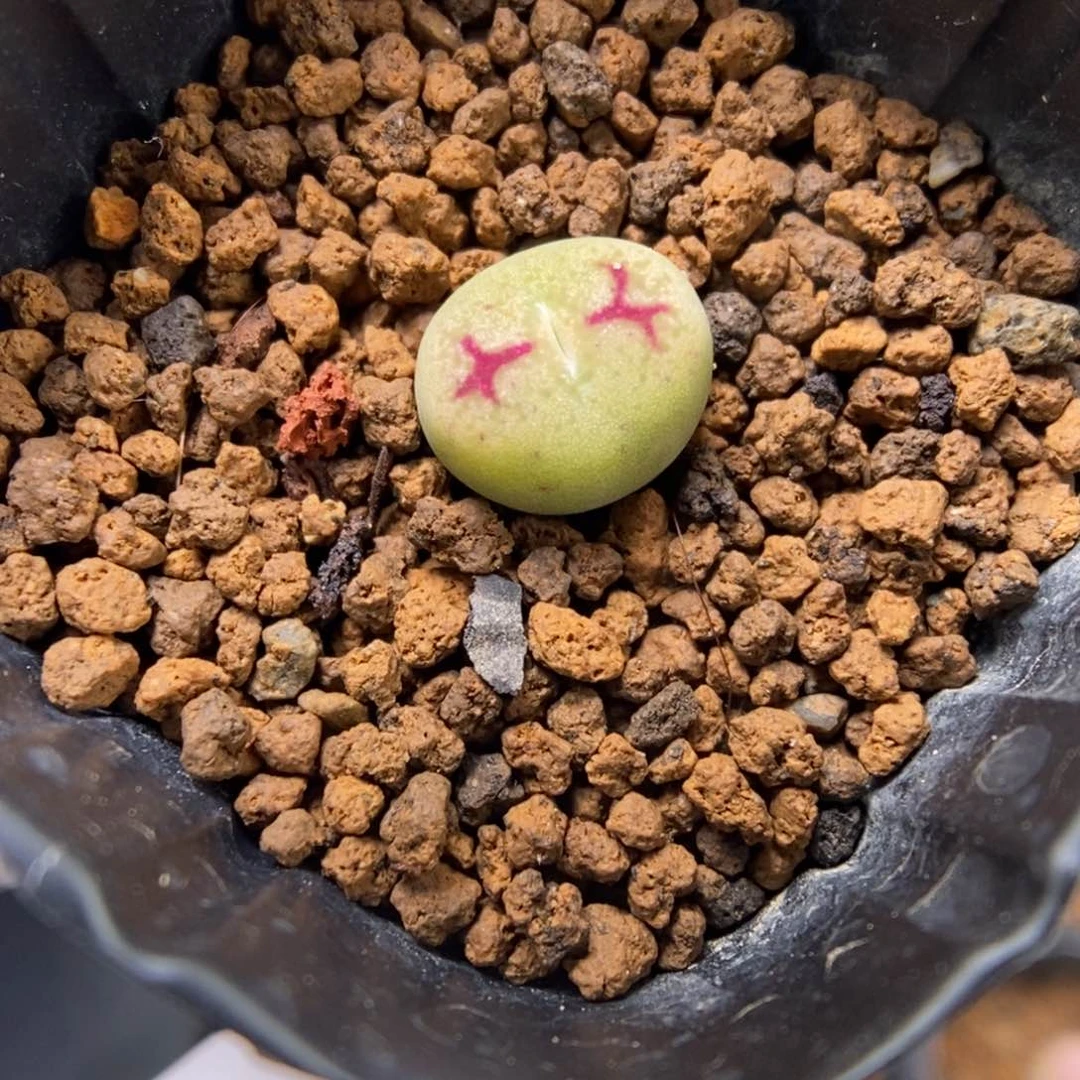 多肉植物肉锥杂交K-3936 超八杂猴脸