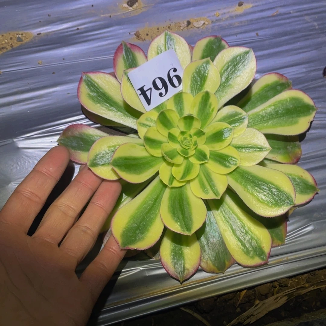 粉海王多肉植物964