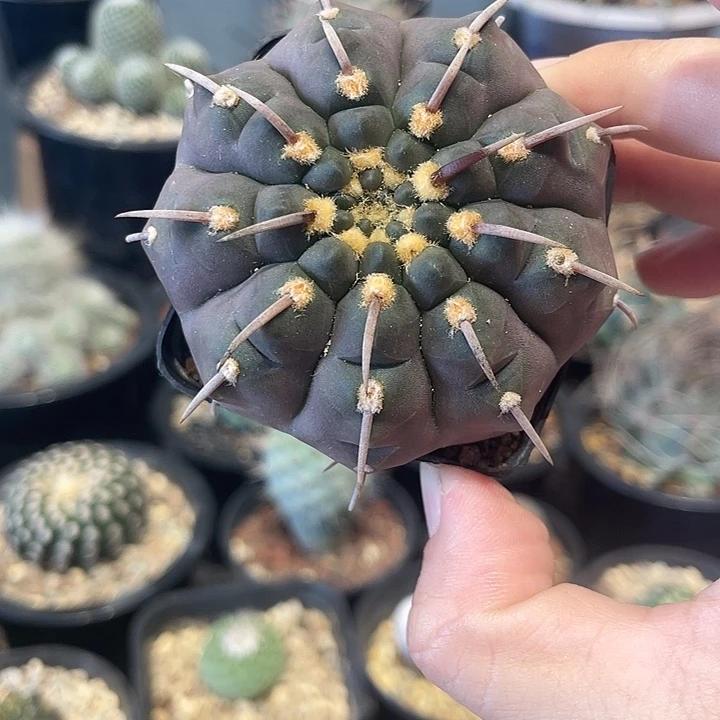 实生紫皮一本刺仙人球