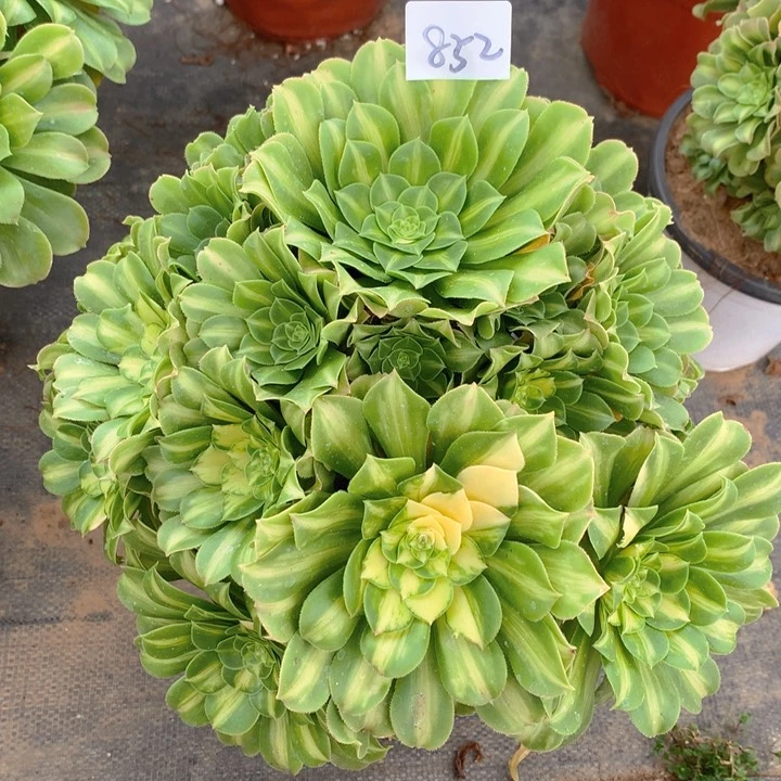 852翡翠琉璃精品法师多肉