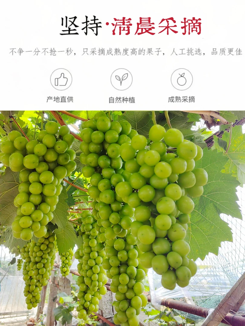 10斤装京东包邮澧县葡萄新鲜应季现摘现发鲜甜水果家庭装多汁