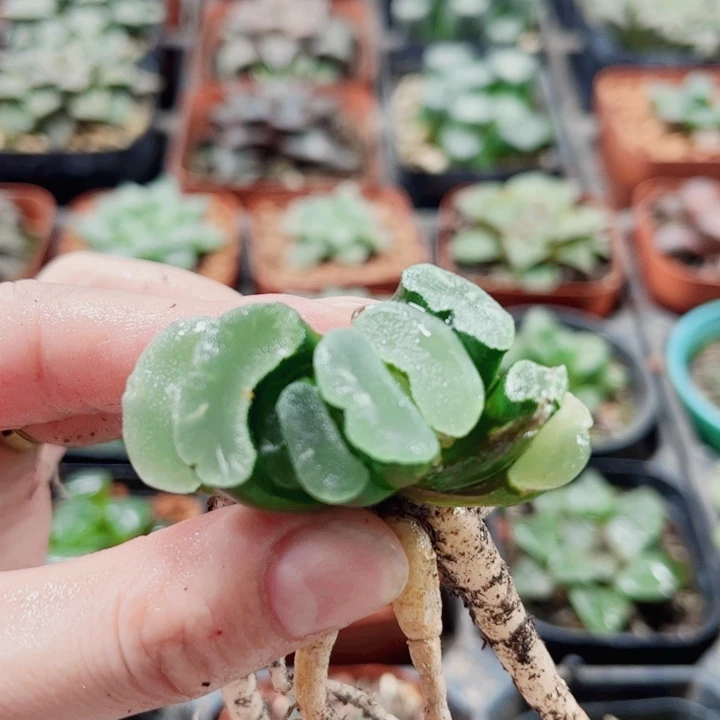 十二卷。玉扇。福利