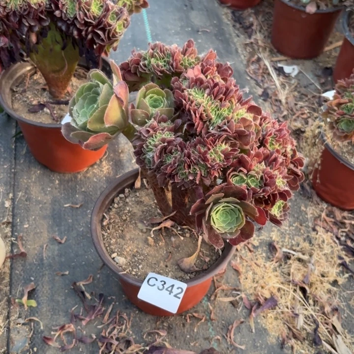 静***?玫瑰缀多肉植物不包损342