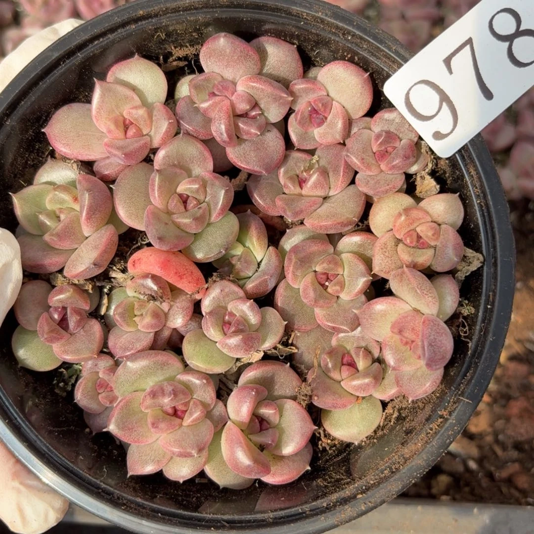 多肉植物多肉植物978