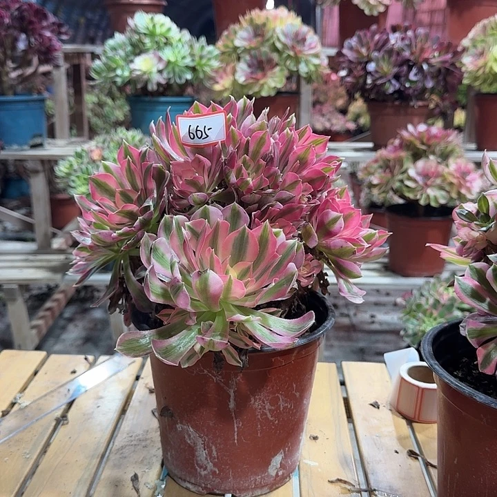 佳***音多肉法师粉女巫665不包损