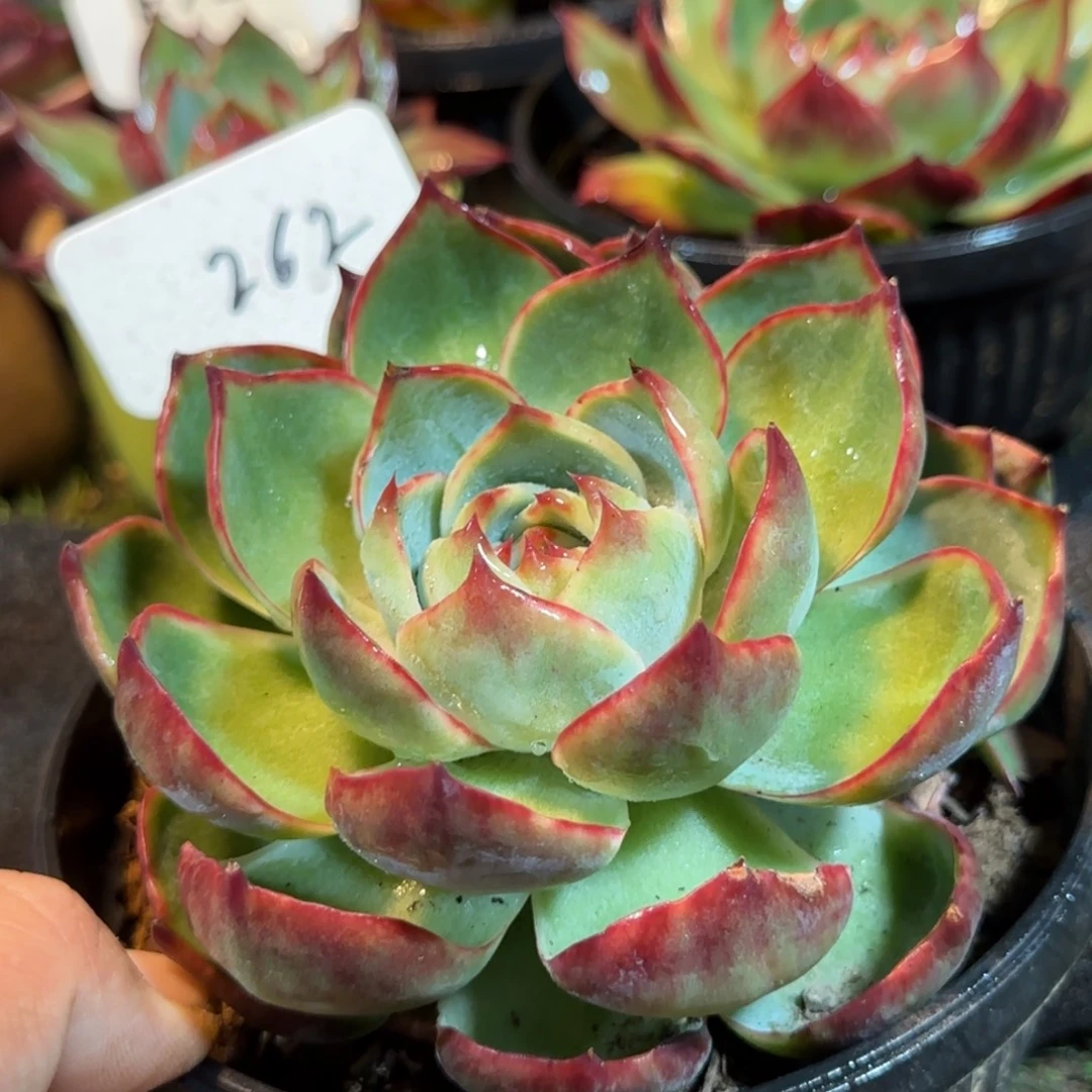 惊鸿一物一拍包装收缩花旱262