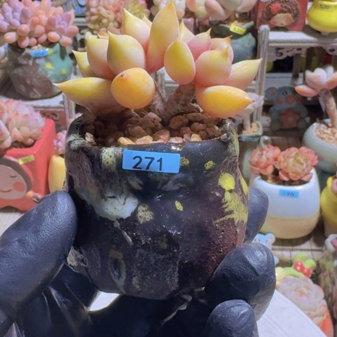 迷***美一物一拍编号271