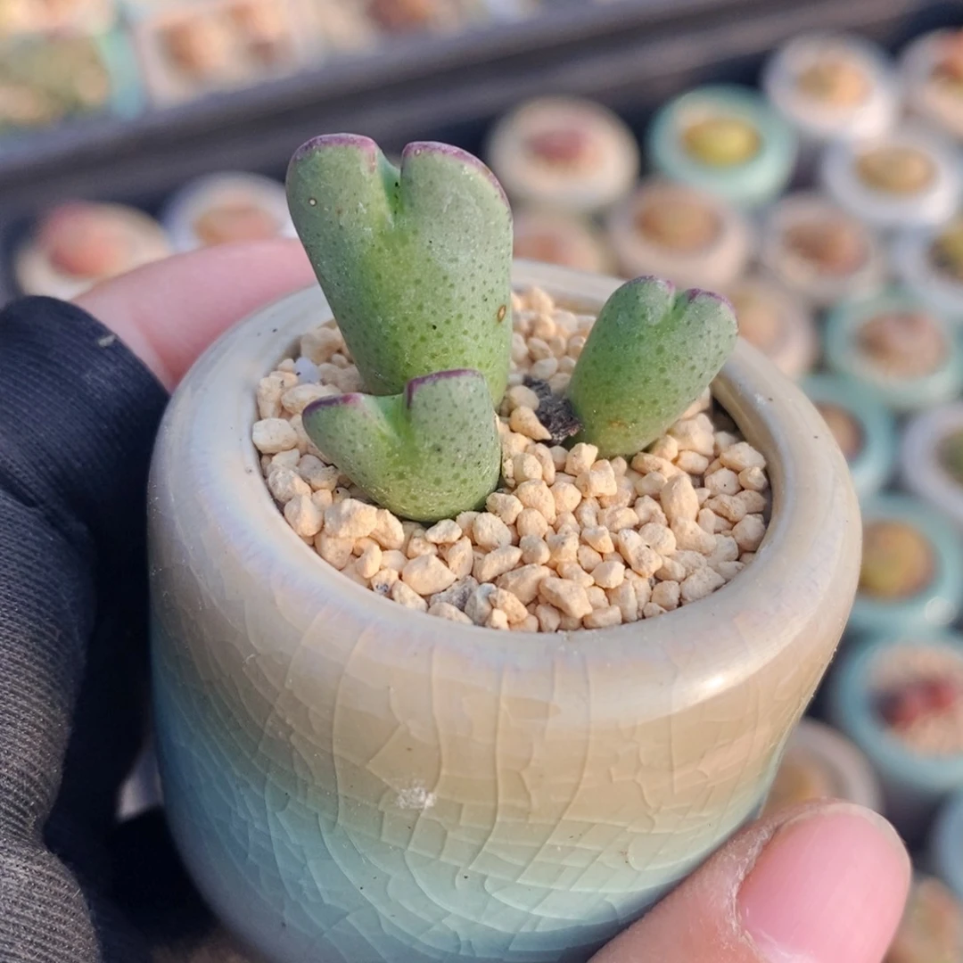 2678-一物一拍带盆