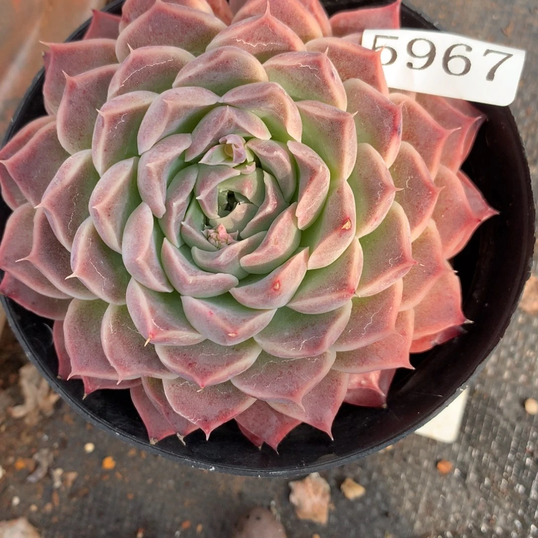 5967杂交多肉老桩