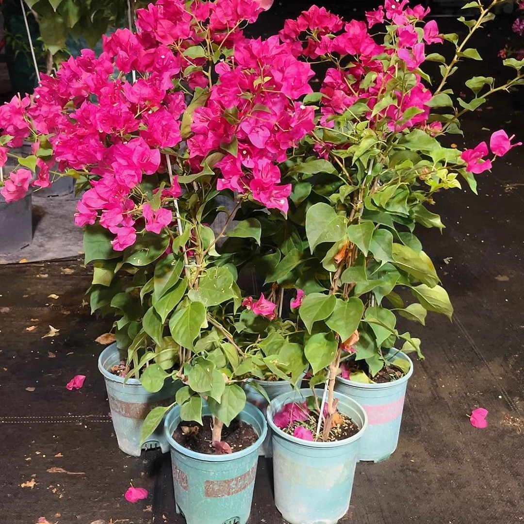 当前无花栽培后可以开花黑玫瑰带竹一颗