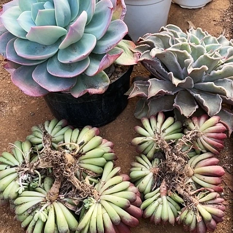 丹*89 号多肉系列 4棵