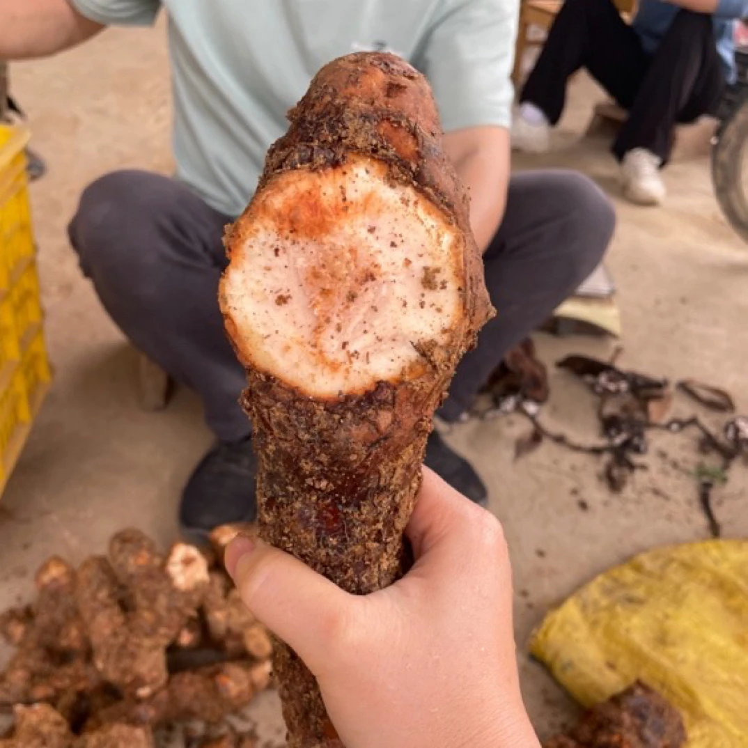 【生鲜土茯苓】新鲜现挖整个野生土茯苓 客家硬饭头煲汤煮水泡酒