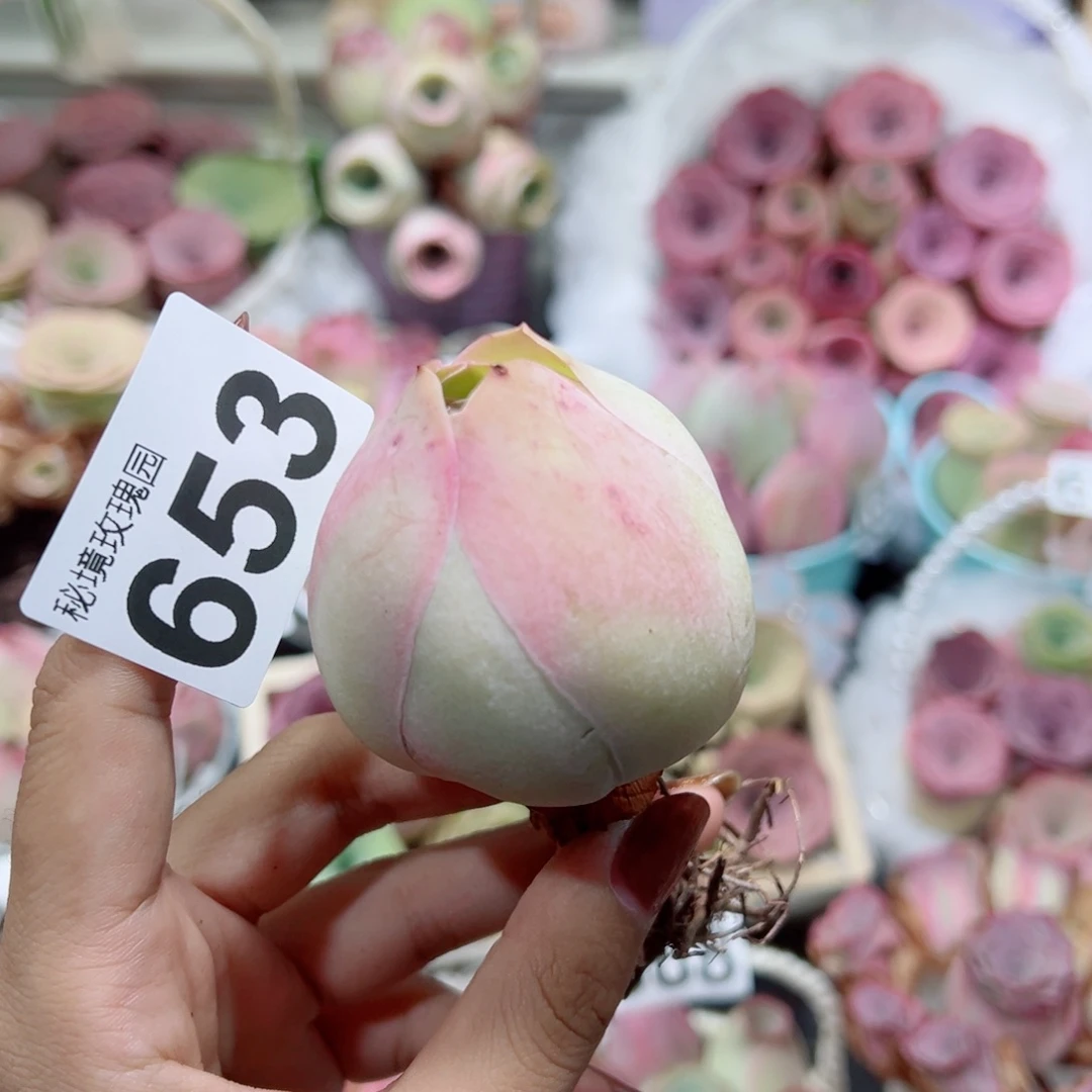 653粉包子微瑕福利老桩。