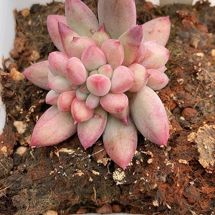 多肉植物虞美人1775