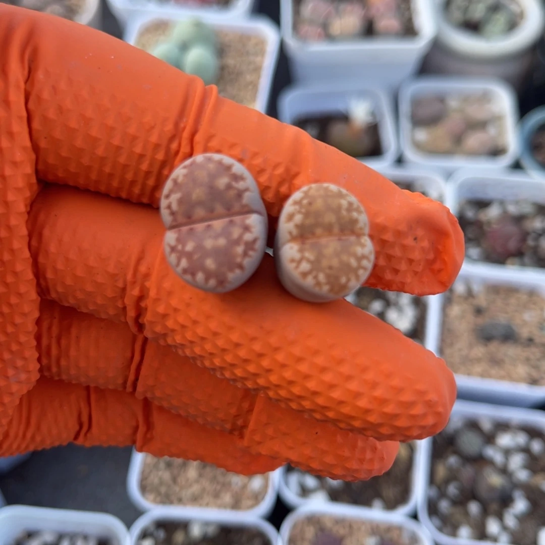 多肉植物一物一拍19