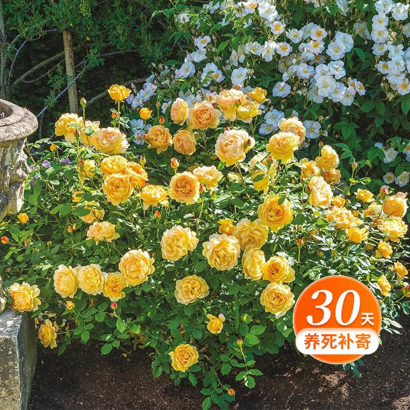 天狼月季 黄金庆典 月季玫瑰 可灌可藤多季抗病盆栽地栽植物