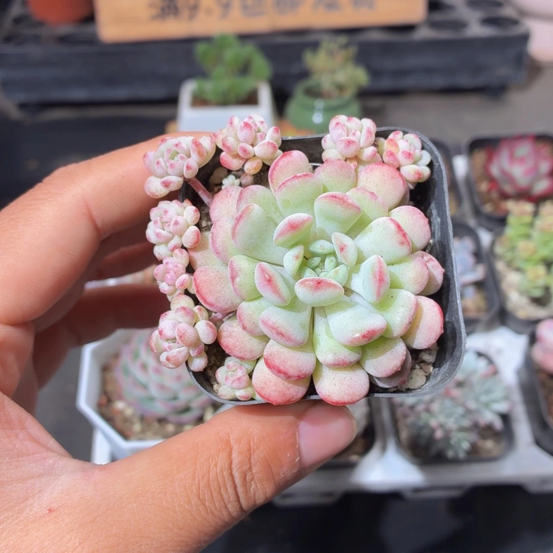 萌豆多肉9.9包邮发货