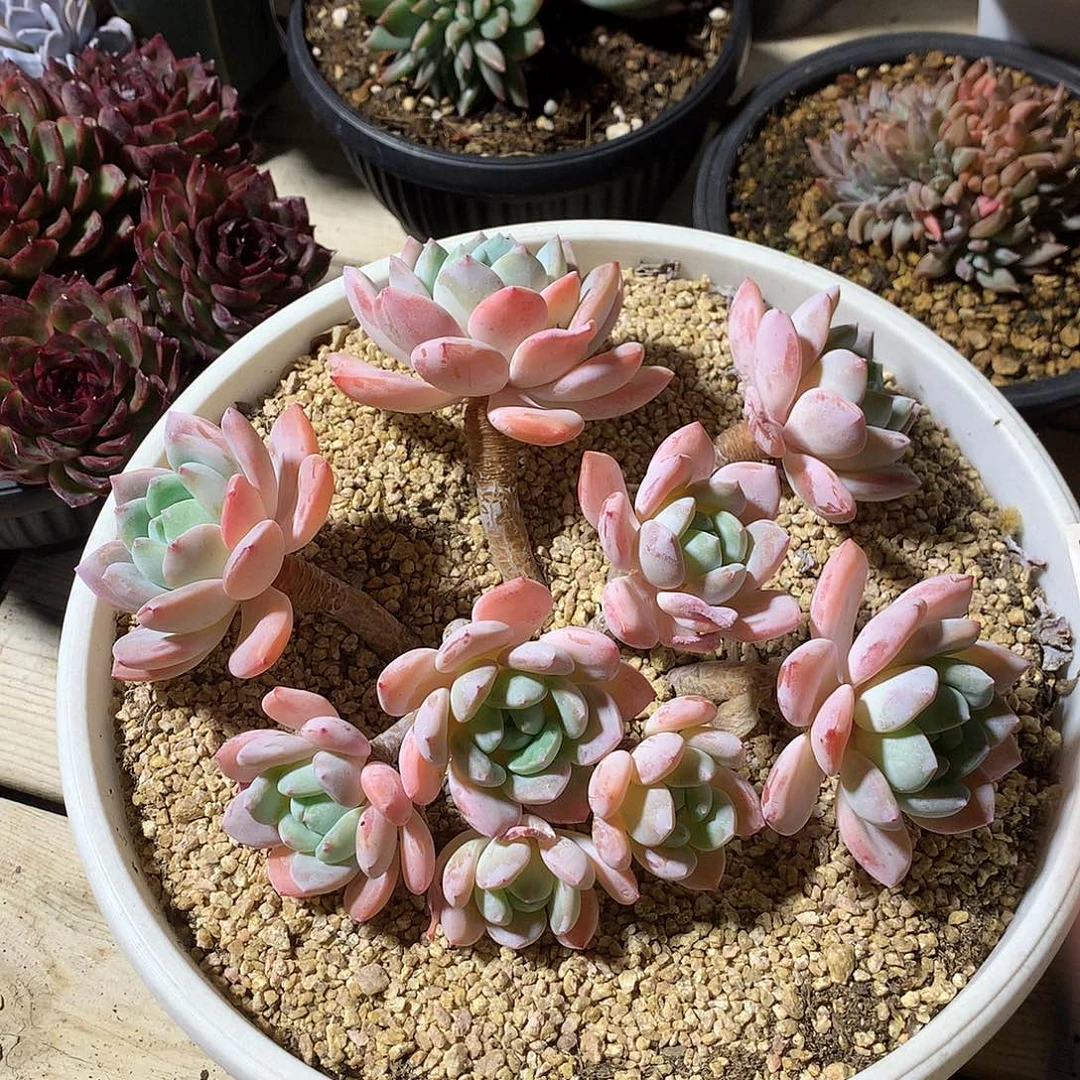 129冷香多肉一颗10厘米