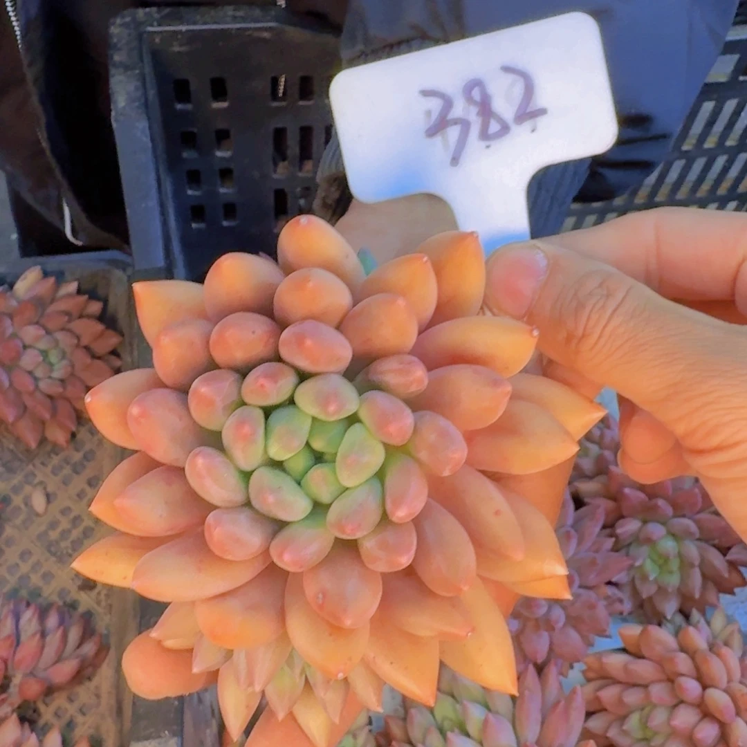 多肉植物的生长发育和