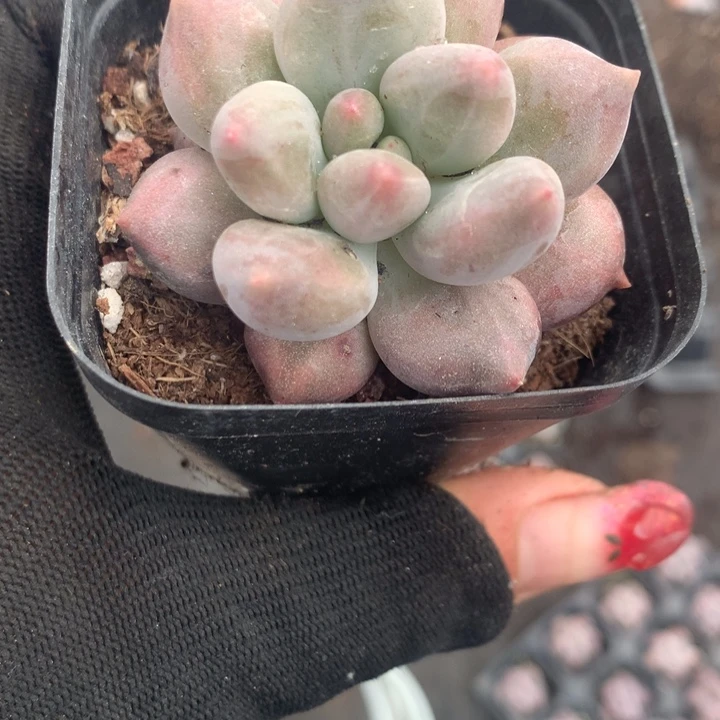 车厘子  （不满9.99发空盆冷地区不拍保温扣3.9多肉）