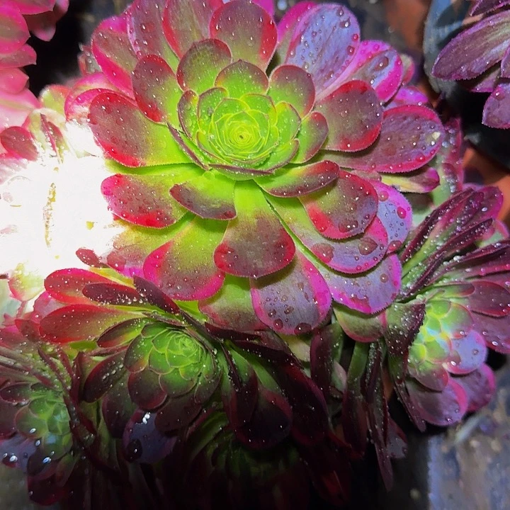 精品万圣节奶白锦9.9