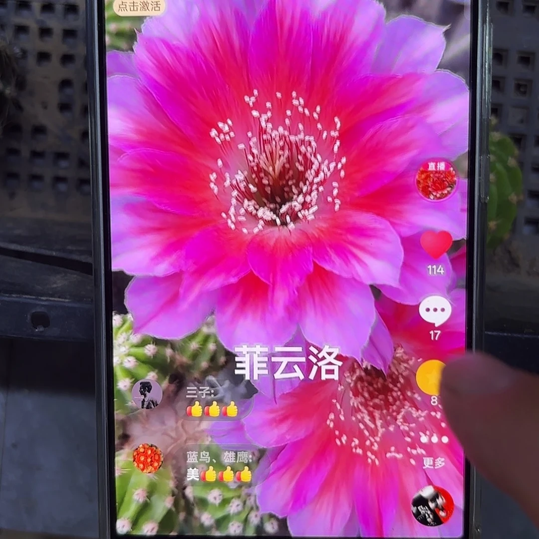 菲云洛侧牙20包邮仙人球37