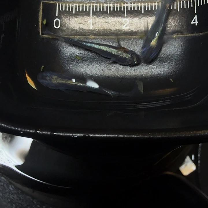 青鳉鱼129号拍品歌舞伎