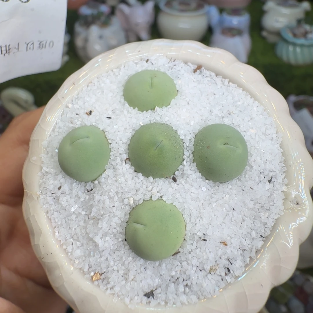 多肉植物福利冲902