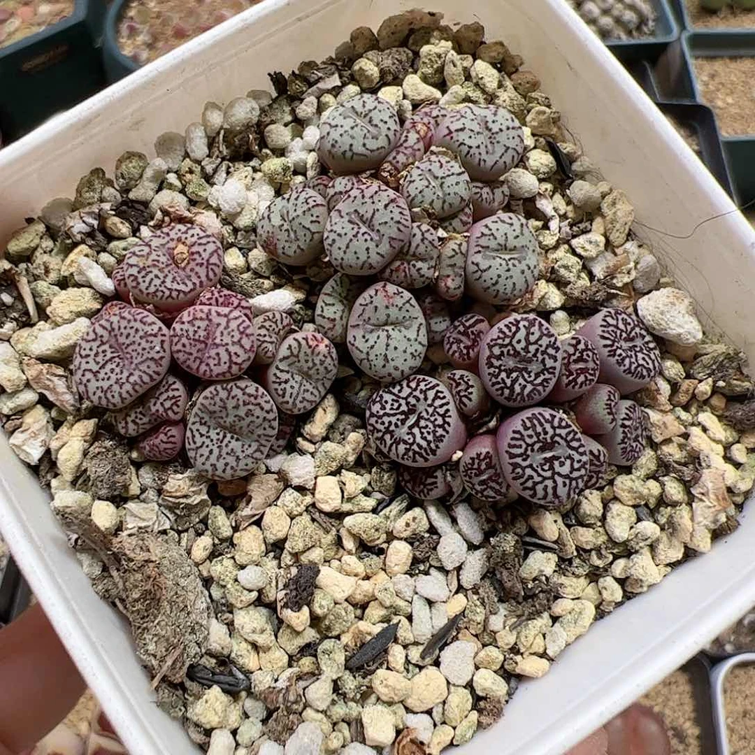 【闪购商品】233 超墨