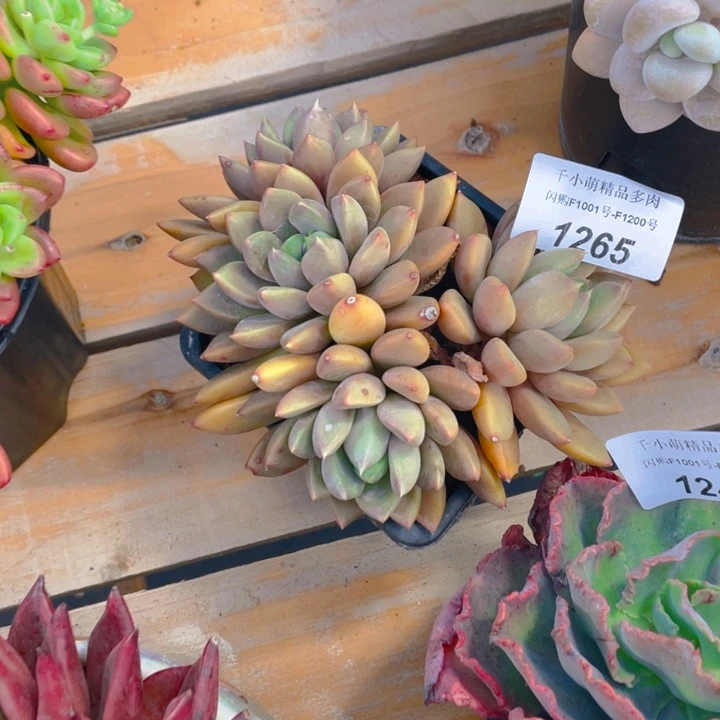 谢谢你的支持00001265