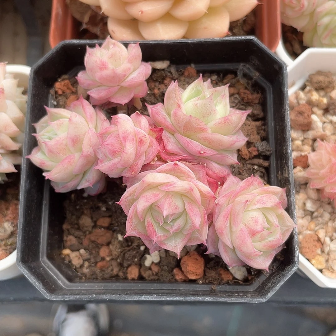 A****痕优选潘多拉福利9198