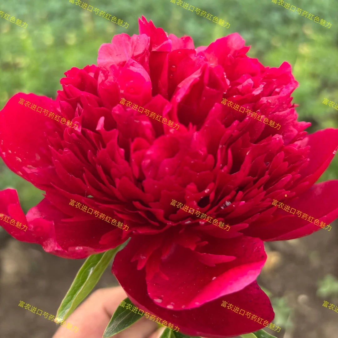富农芍药苗  红色魅力