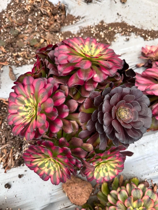 维纳斯多肉法师【稀缺货品】