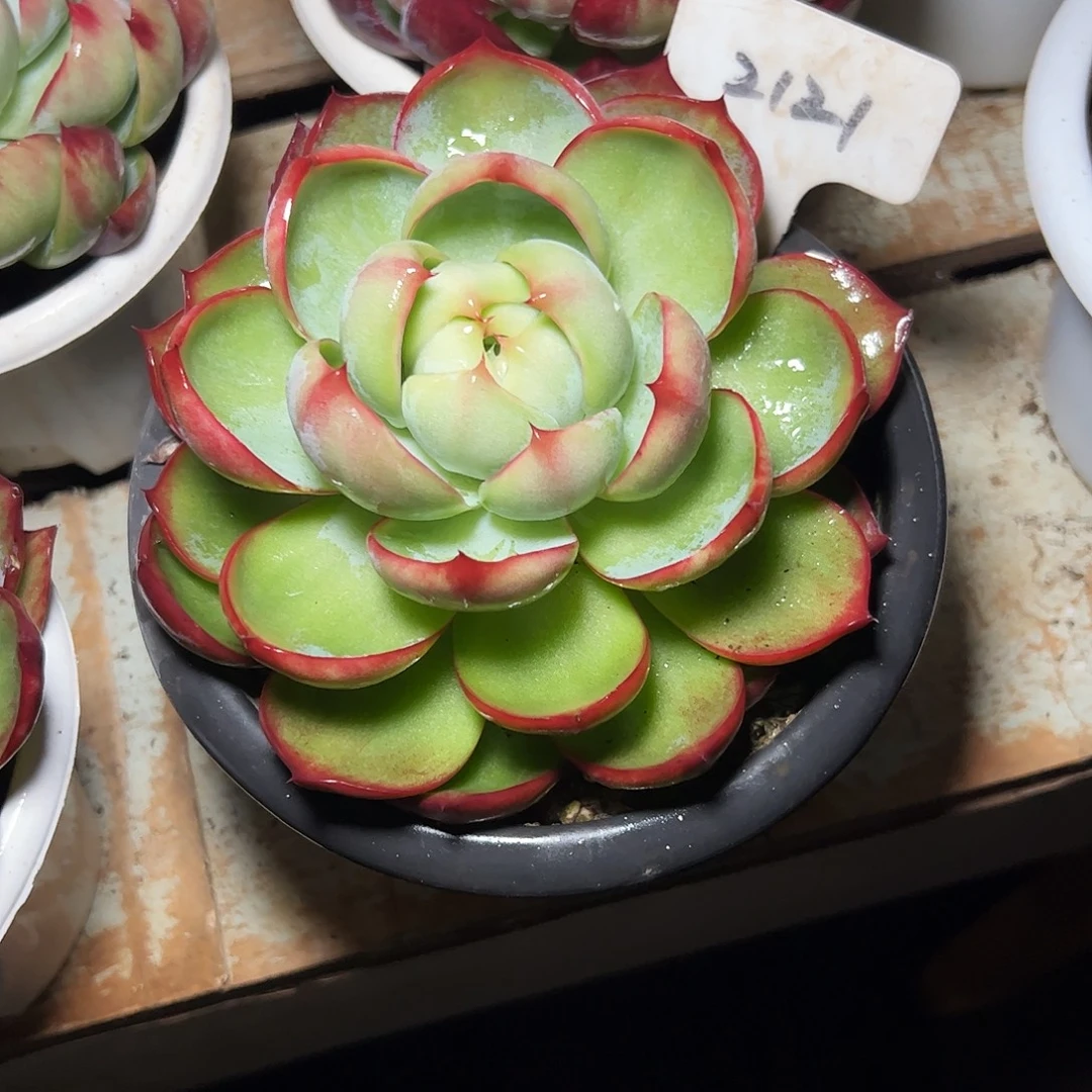 执***惊鸿仙子一物一拍2121号