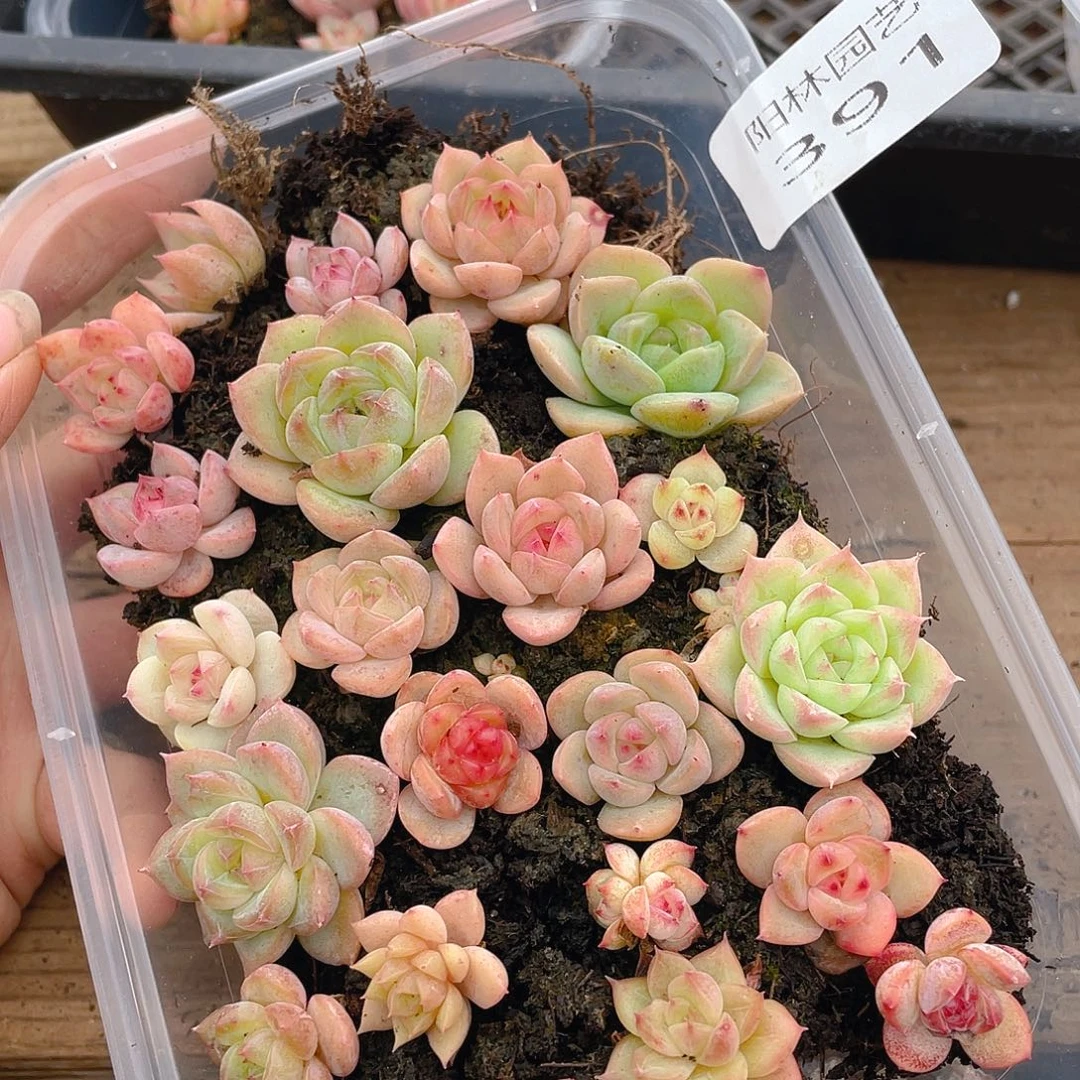 多肉植物多肉植物391