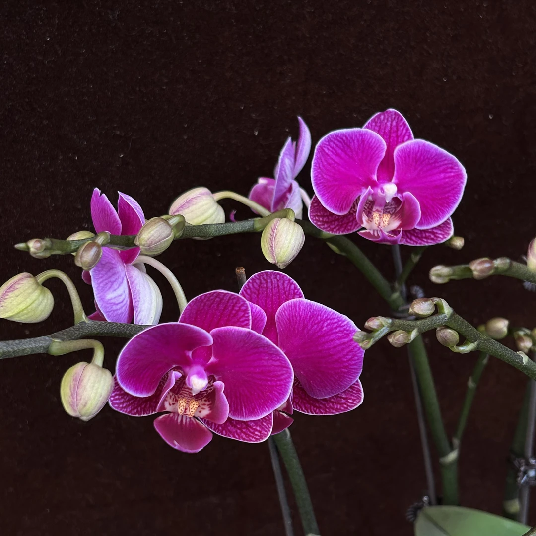 喜兰精选【红酒】精致爆花小花型年宵花，丝绒质感，气质拉满！