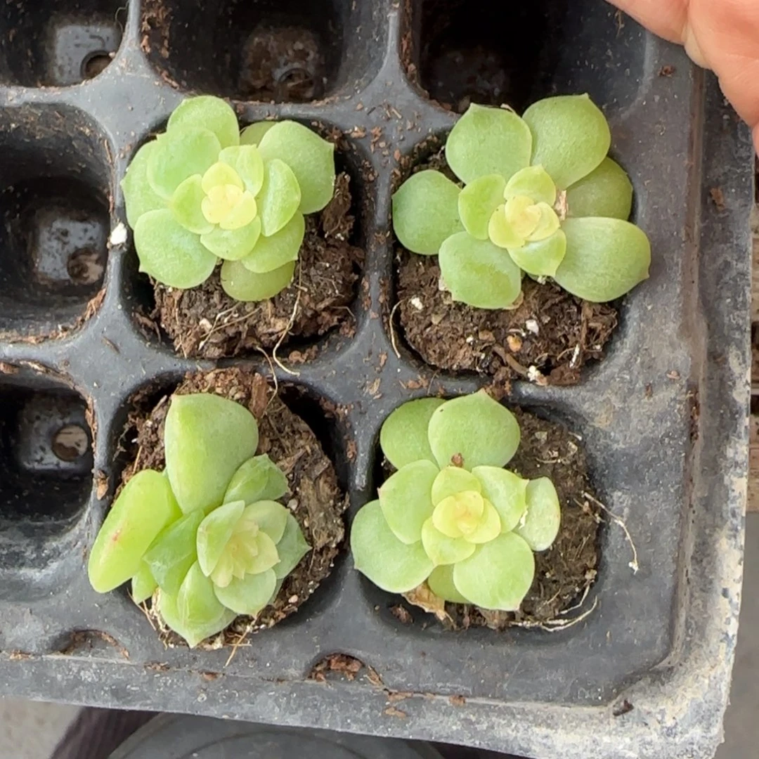 谪仙中苗穴一个满25包邮